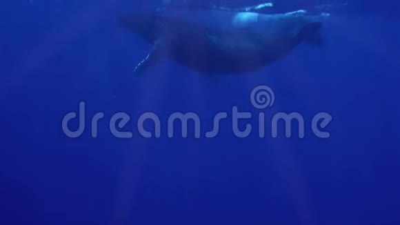婴儿驼背鲸鲸妈妈在蓝海海面上紧紧地在一起视频的预览图