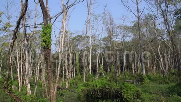 尼泊尔Chitwan国家公园的死旱无叶树林视频的预览图