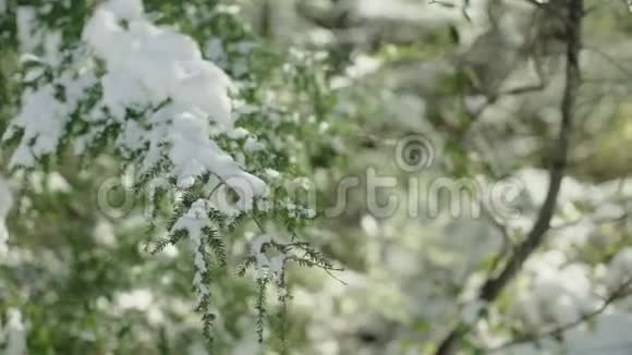 不可辨认的女人用雪触摸着常绿树的枝条视频的预览图