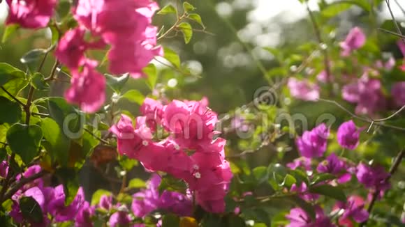 春天花园里五颜六色的热带花朵在阳光明媚茂盛的叶子中有着娇嫩的花瓣视频的预览图