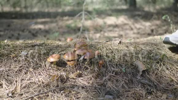年轻女子在森林里采蘑菇一个女孩用刀在森林里割一个可食用的蘑菇蘑菇采摘机视频的预览图