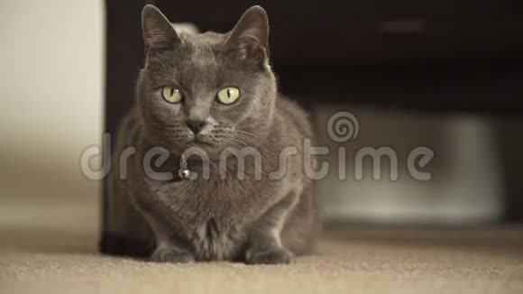 俄罗斯蓝灰猫视频的预览图