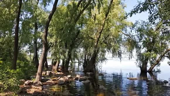 夏天在河边水里的树夏日阳光明媚微风动感的场景视频的预览图