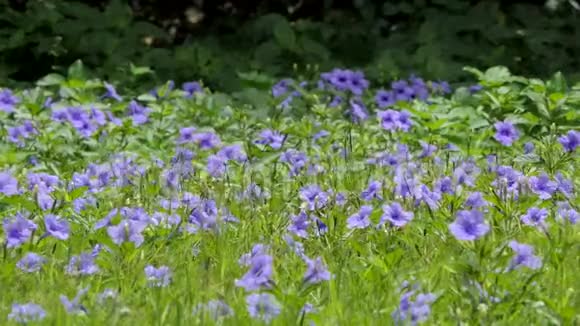 紫罗兰花在田野里视频的预览图