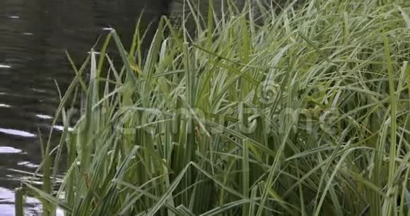 苇草植物接近沼湖岸上夏季季节视频的预览图
