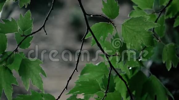慢镜头雨点滴在树叶上视频的预览图