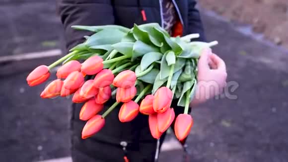 一个爱慕花蕾的女人手中的美丽郁金香视频的预览图