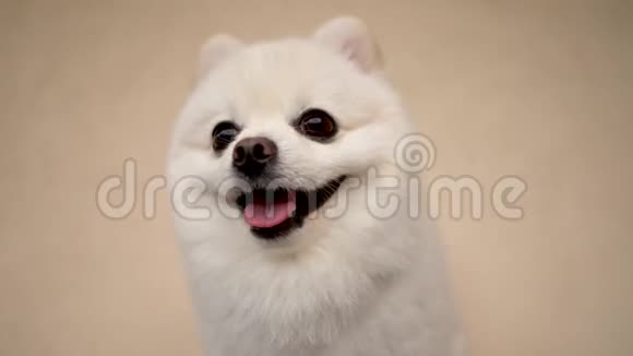 小奶油波美拉尼亚狗的特写快乐的小狗在柔软轻盈的背景上摇着尾巴视频的预览图