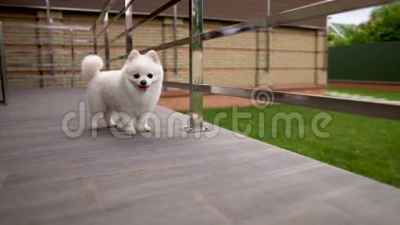 相机发现一只可爱的白色小波美拉尼亚斯皮茨小狗站在露台上视频的预览图