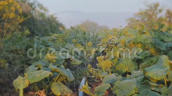 在4K的阳光下在日落时用灌溉浇灌黄瓜链视频的预览图