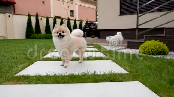两只可爱的小波美拉尼亚宠物狗正在后院奔跑视频的预览图