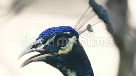 孔雀鸟的头靠近动物公园里美丽的孔雀鸟动物和野生自然的概念视频的预览图