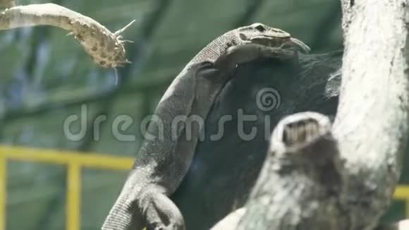 近距离监控蜥蜴爬在树枝上的情况动物公园里的龙瓦兰爬行动物野生动物野野野视频的预览图