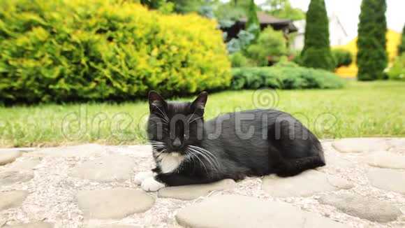 黑白懒猫在花园里的岩石上休息视频的预览图