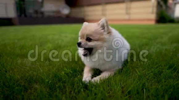 一个奶油波美拉尼亚斯皮茨的特写在草地上狗在咀嚼背景上的后院视频的预览图
