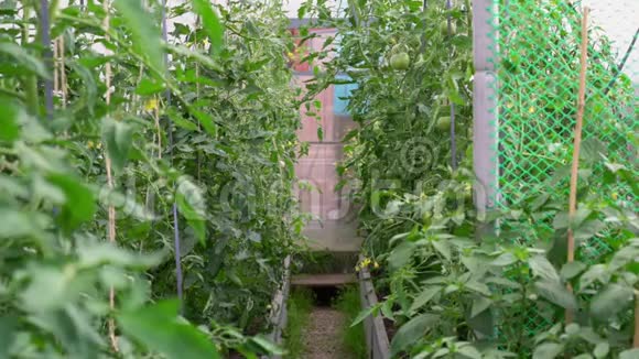 绿色的西红柿生长在温室里视频的预览图