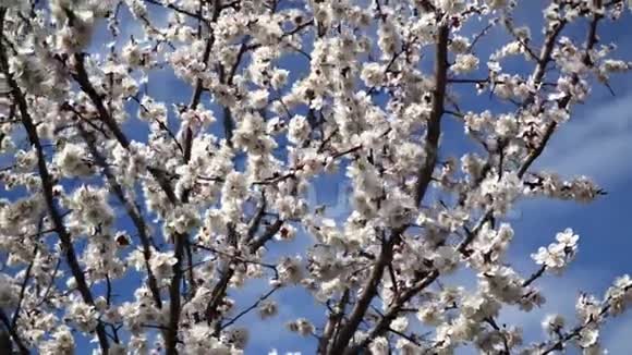四月桃花映蓝天视频的预览图