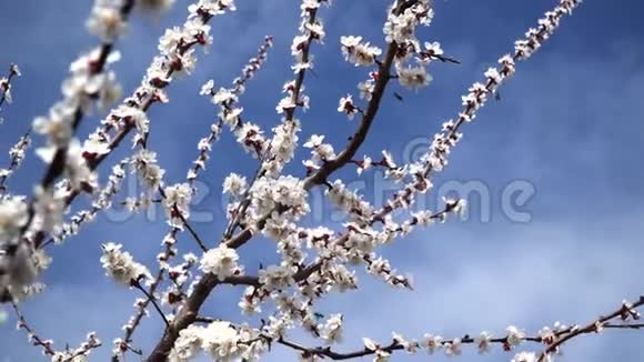 四月桃花映蓝天视频的预览图