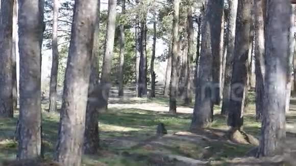 童子军的森林营地视频的预览图