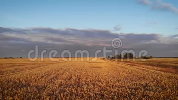 空中无人机低空飞行在成熟的黄色麦田之上背景是多云的蓝天视频的预览图