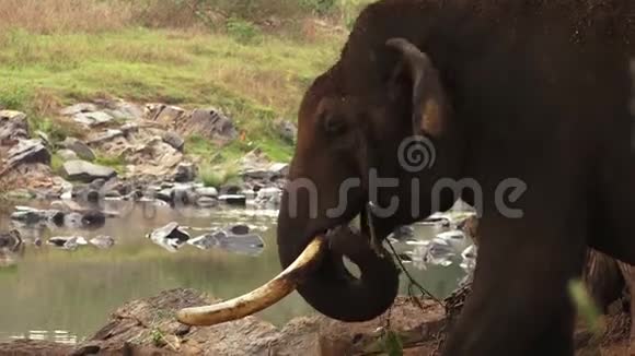 印度有一头大象在河边吃东西视频的预览图