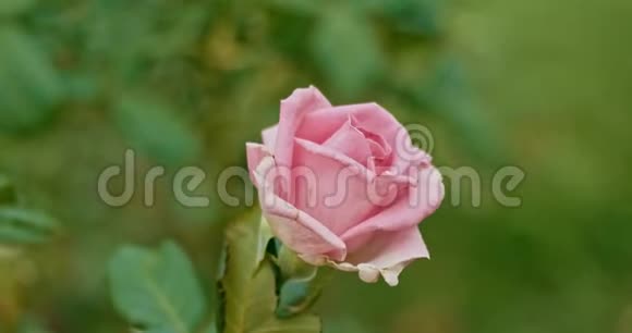 秋天花园里淡粉色的玫瑰随风飘动视频的预览图