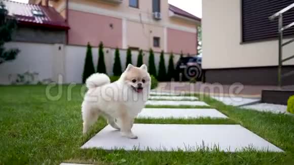 一只白色奶油肥犬跑在后院草地上的瓷砖上视频的预览图