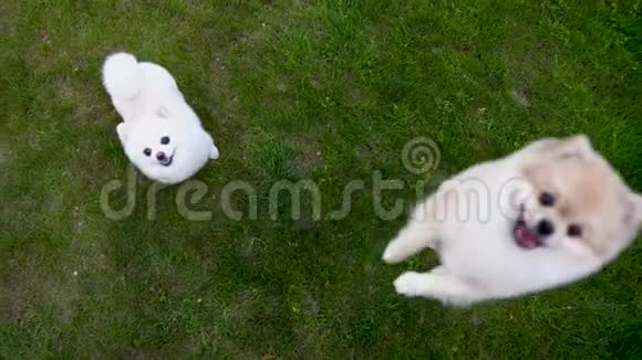 两个波美拉尼亚斯皮茨在绿草上一只狗在向上跳吠叫视频的预览图