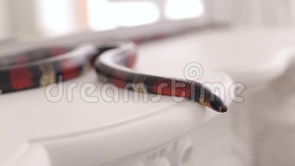 黑色和红色蛇的特写躺在白色的老式桌子上毒蛇爬行动物视频的预览图
