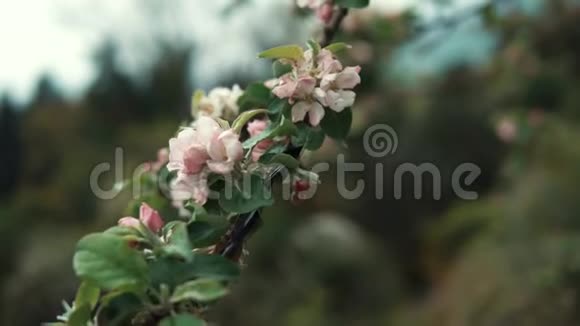 白天花园中苹果树盛开枝条的特写视频的预览图