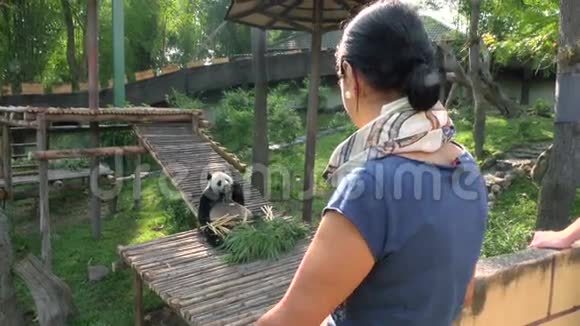 动物园里看熊猫的女人视频的预览图
