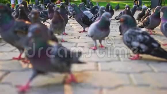 人行道上城市鸽子群的地面景观视频的预览图
