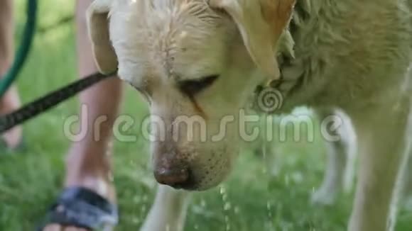 湿白色的狗慢慢地摇晃着水视频的预览图
