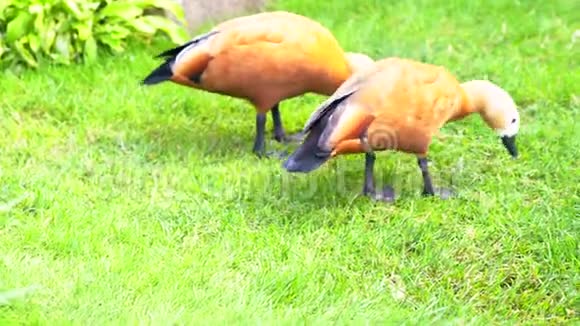 两只野鹅在短绿的草地上觅食视频的预览图