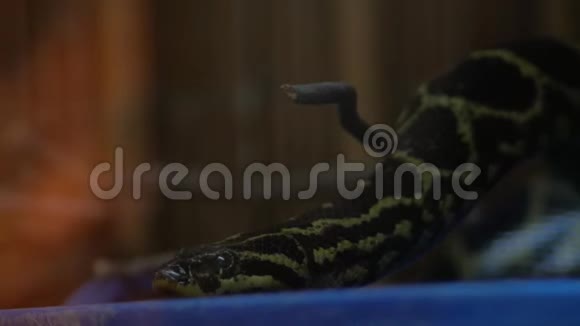 黑尾蟒在巨蟒兽中视频的预览图