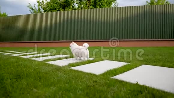 相机找到一只可爱的白色波美拉尼亚小狗站在草地上视频的预览图