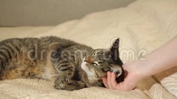 女人的手抚摸着她可爱的猫一只可爱的猫躺在沙发上视频的预览图