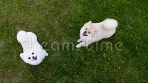 白色和奶油波美拉尼亚斯皮茨在绿草上向上跳跃吠叫乞求食物视频的预览图