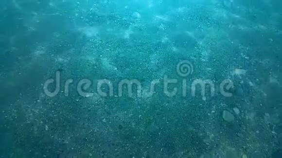 深蓝的水下视频的预览图