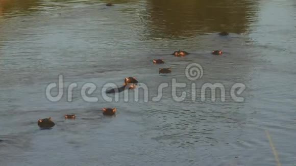 肯尼亚马拉河淹没的河马视频的预览图
