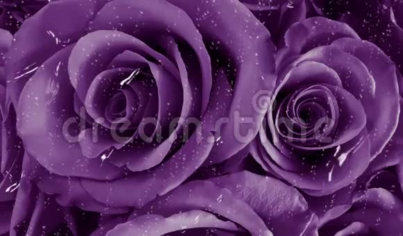 紫色浪漫美丽的花在雨中视频的预览图
