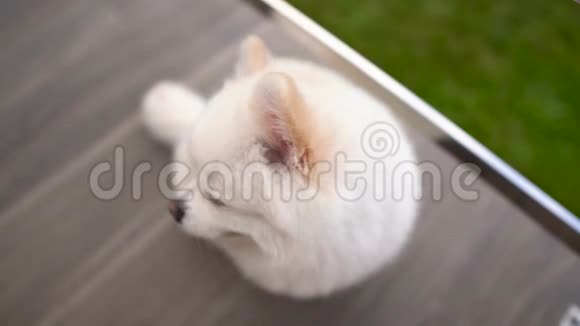 特写一只小白波美拉尼亚小狗坐着看着镜头视频的预览图