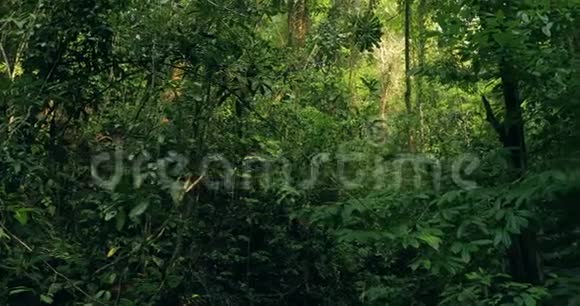 雨林卢什湿木视频的预览图