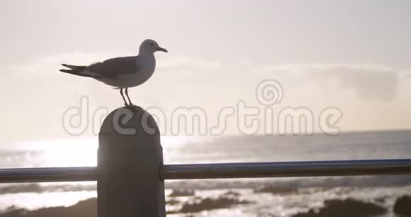 海鸥鸟栖息在栏杆上视频的预览图