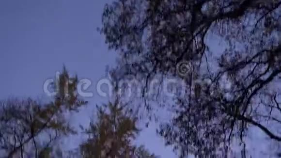 傍晚蓝天背景下快速移动的树木和鸟类的顶部拍摄视频的预览图
