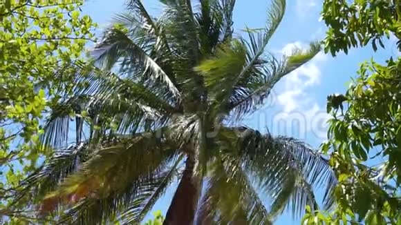 天空中的棕榈树视频的预览图