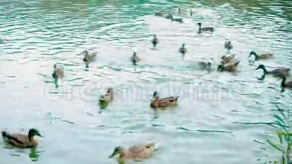 大量的鸭子在湖里游泳鸭子一家人积极地漂浮在水面上降低了视频的预览图