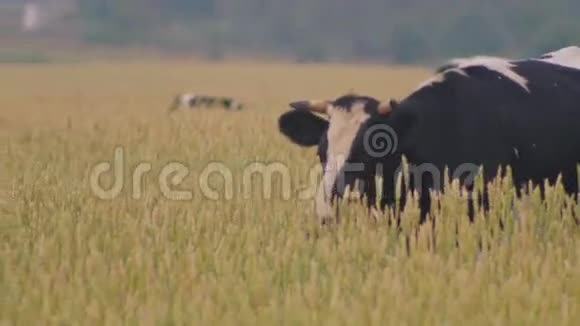 牛在小麦的草地上吃草视频的预览图