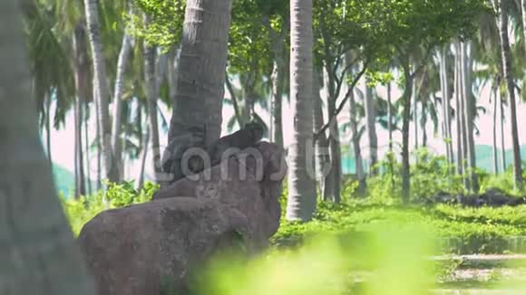 猴子躺在石头和棕榈树上的绿色热带森林景观把猴子夫妇关在棕榈树上放松视频的预览图