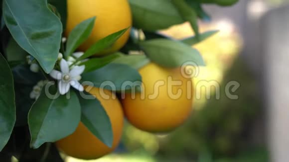 开花的橘子树美丽的季节当树木有成熟的果实和花朵的同时视频的预览图